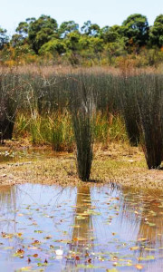 wetlands-water-conservation